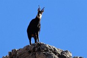 29 Un camoscio di vedetta sui contrafforti rocciosi del Monte Arale